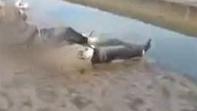 Hallados unos 80 cadáveres en el río de la ciudad siria de Alepo