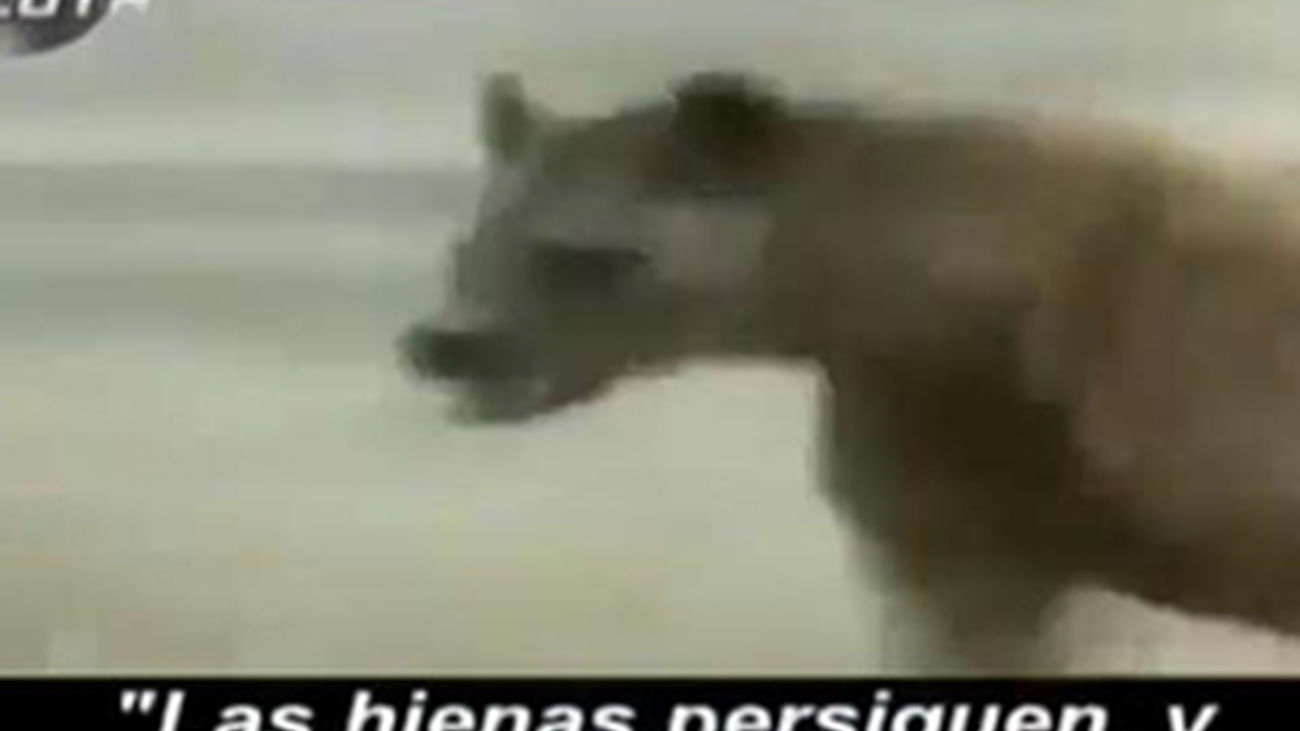 TV3 compara al Real Madrid con hienas a la caza de Messi