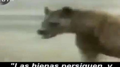 TV3 compara al Real Madrid con hienas a la caza de Messi