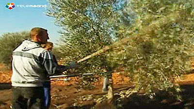 Saborea Madrid: Torremocha y el aceite de oliva