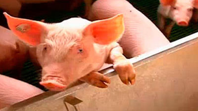 Saborea Madrid: Tielmes y el cerdo