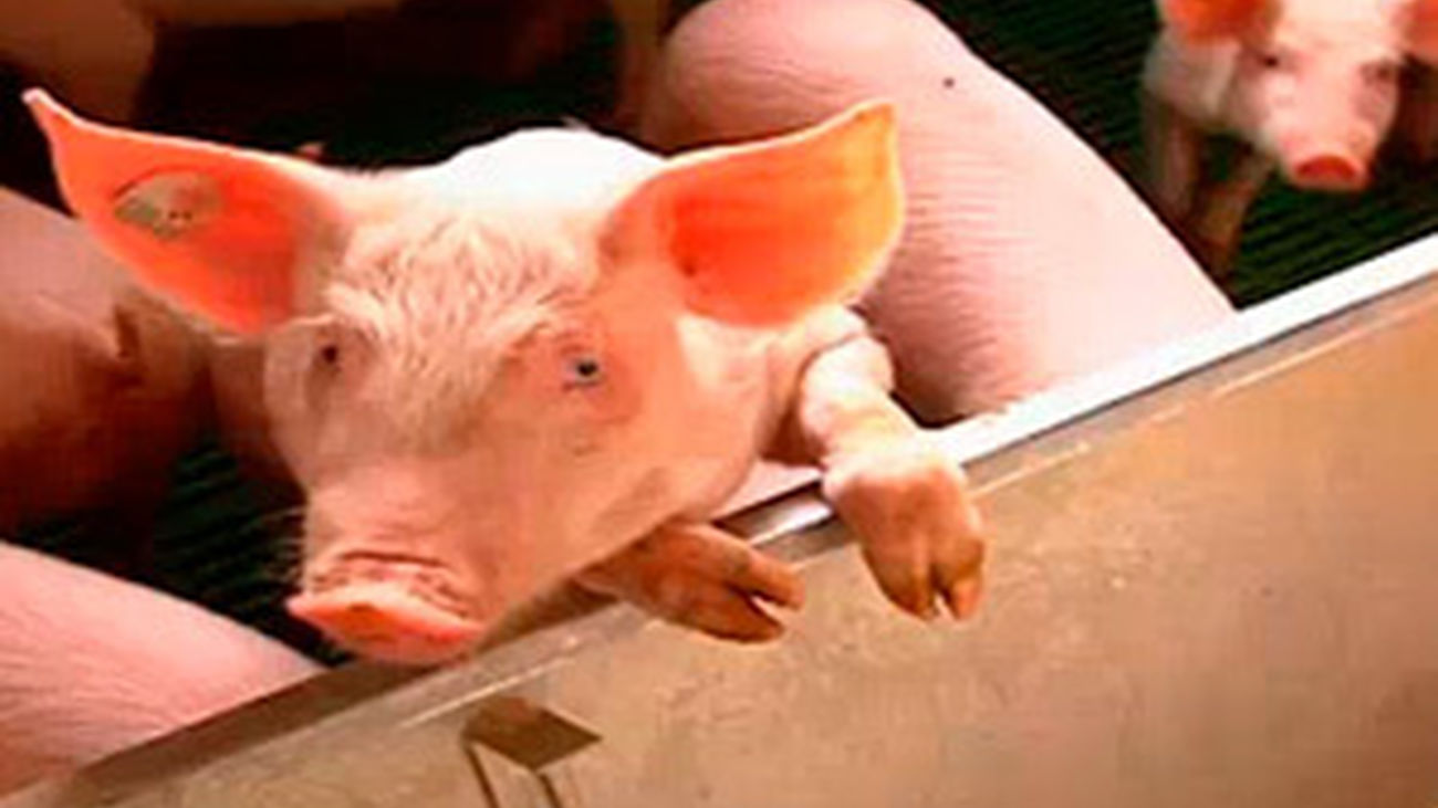 Saborea Madrid: Tielmes y el cerdo