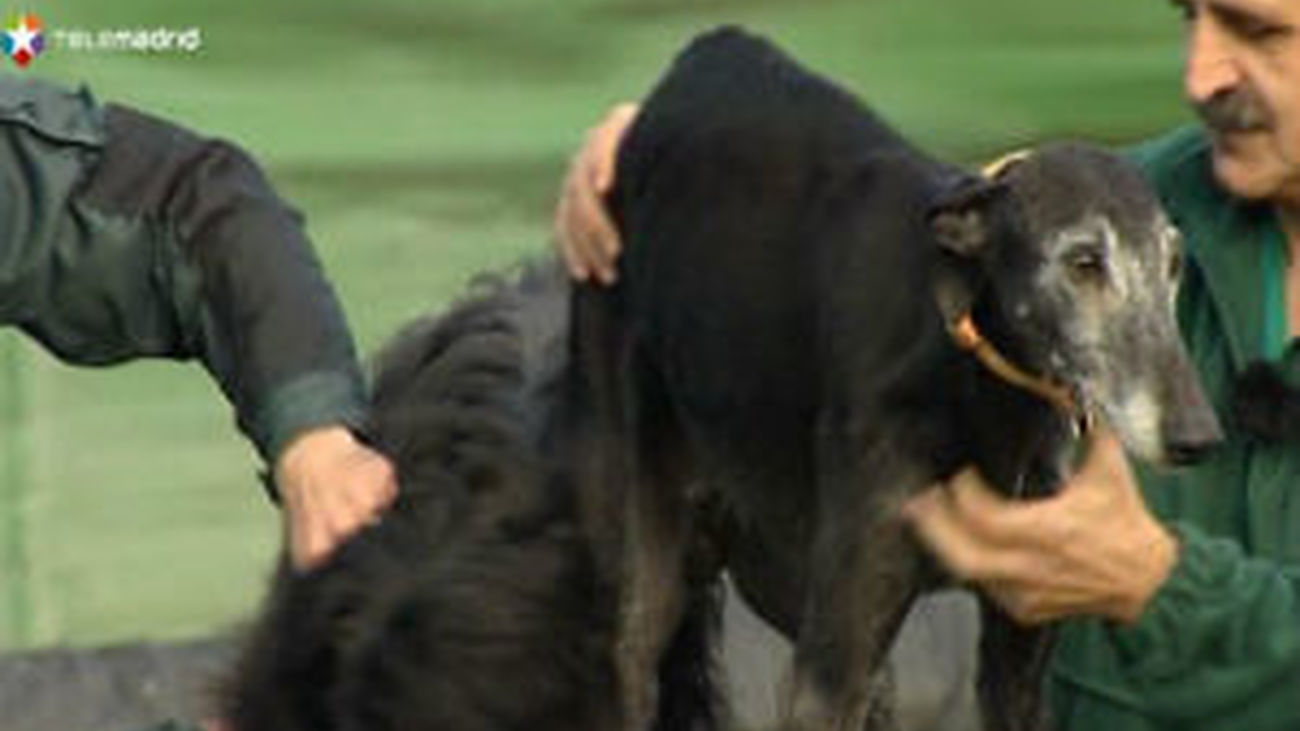 La Guardia Civil desarticula una red que robaba galgos de competición y amañaba carreras