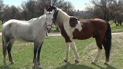 El hombre que "abandonaba" a los caballos