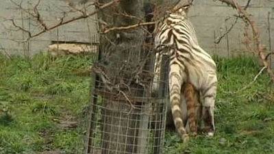 Una tigresa dorada llega al Zoo Aquarium de Madrid