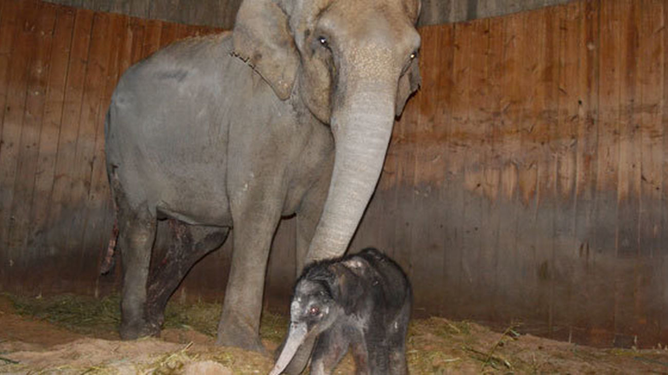 Imagen de la cría de elefante asiático nacida en el Zoo Aquarium de Madrid
