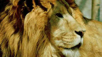 Un león mata a una voluntaria en prácticas en un zoo californiano