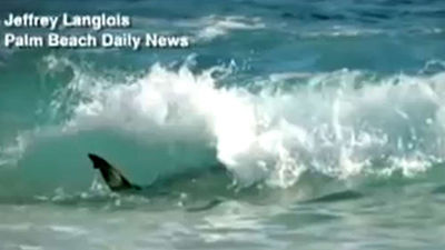 Miles de tiburones frente a las costas de Florida