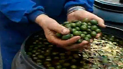 Saborea Madrid: las aceitunas de Campo Real