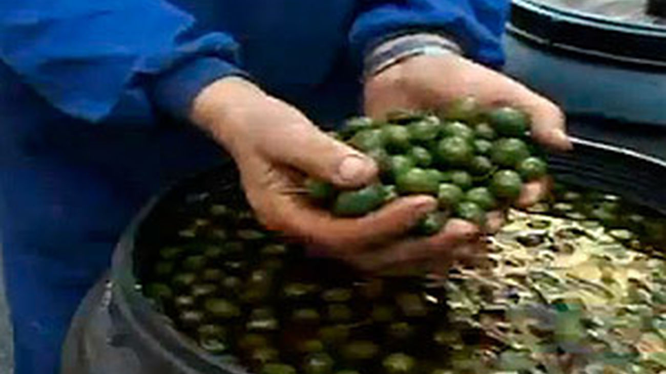 Saborea Madrid: las aceitunas de Campo Real