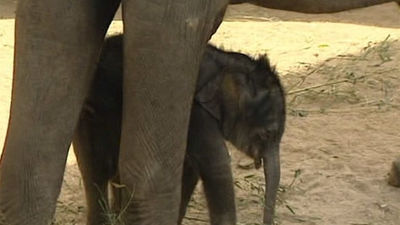 La cría de elefante asiático ya pasea por el Zoo de Madrid