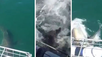 Un tiburón blanco ataca a una jaula con turistas