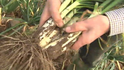 Los calçots están de moda