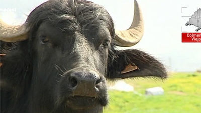 Brote de tuberculosis en 13 explotaciones bovinas de Colmenar Viejo