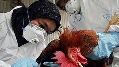 Los epidemiólogos llaman a estar preparados ante la gripe aviar en humanos