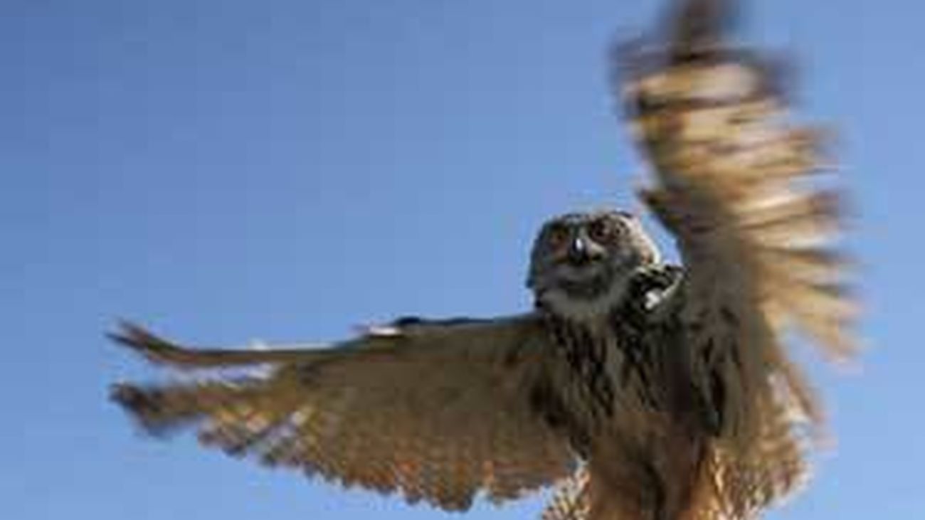 El número de búhos reales se ha multiplicado  por cinco en Madrid desde 1997
