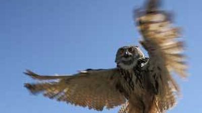 El número de búhos reales se ha multiplicado  por cinco en Madrid desde 1997