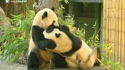 Zoo de Madrid dice adiós a las crías de Panda Gigante