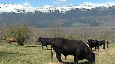 Apuesta por la ganadería extensiva para preservar los espacios naturales protegidos