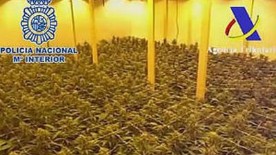 Detenidas 21 personas por tráfico de marihuana entre España y Holanda