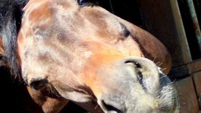 Fallece un niño de 7 años al ser pisado por un caballo
