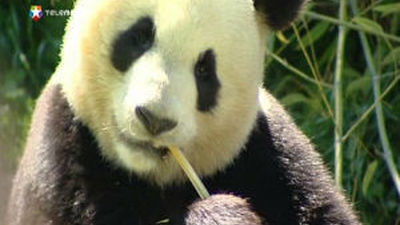 Un centenar de personas despiden a dos gemelos de panda del zoo de Madrid