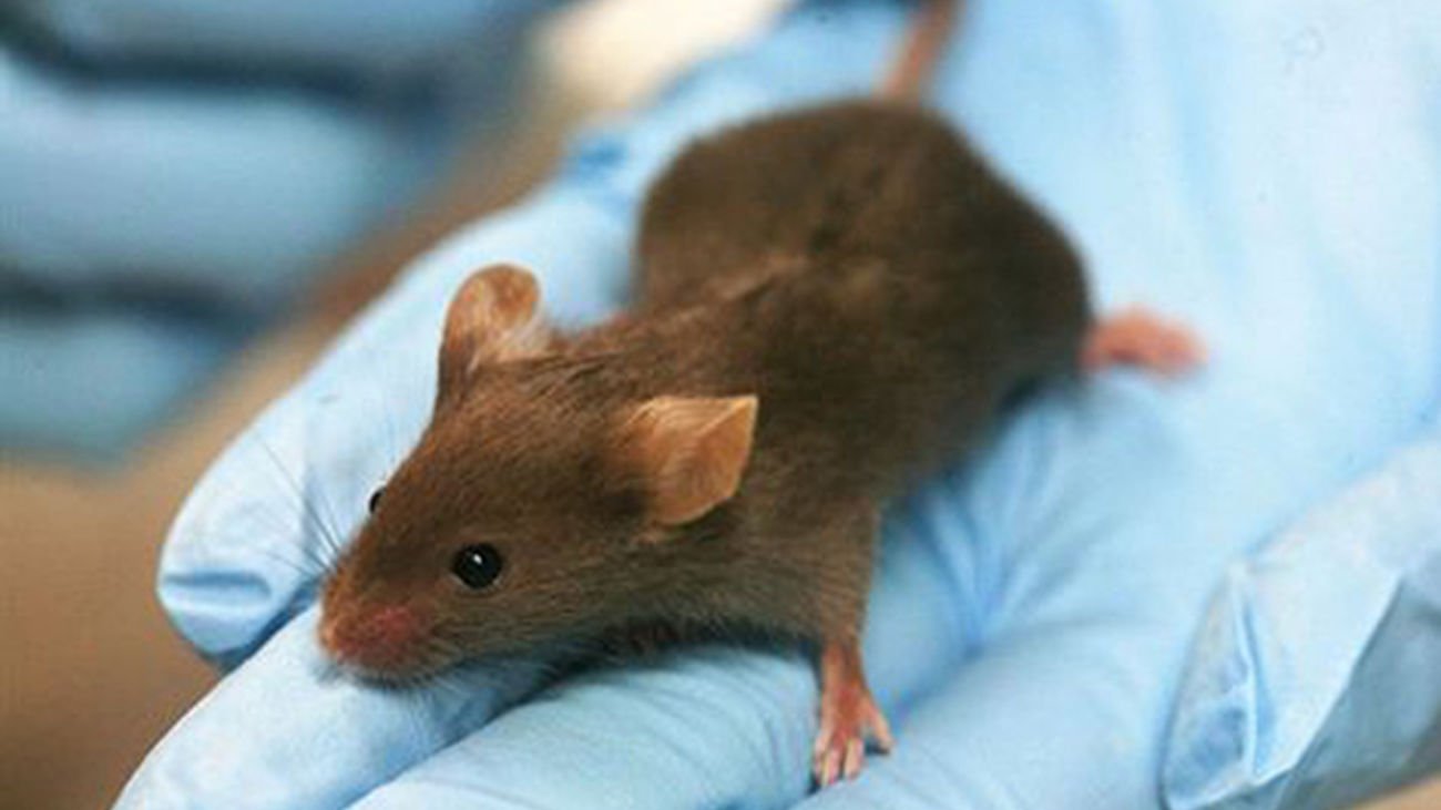 Un nuevo fármaco mejora la memoria en ratones con Alzheimer