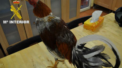 Tres detenidos en Valdemoro por organizar peleas de gallos