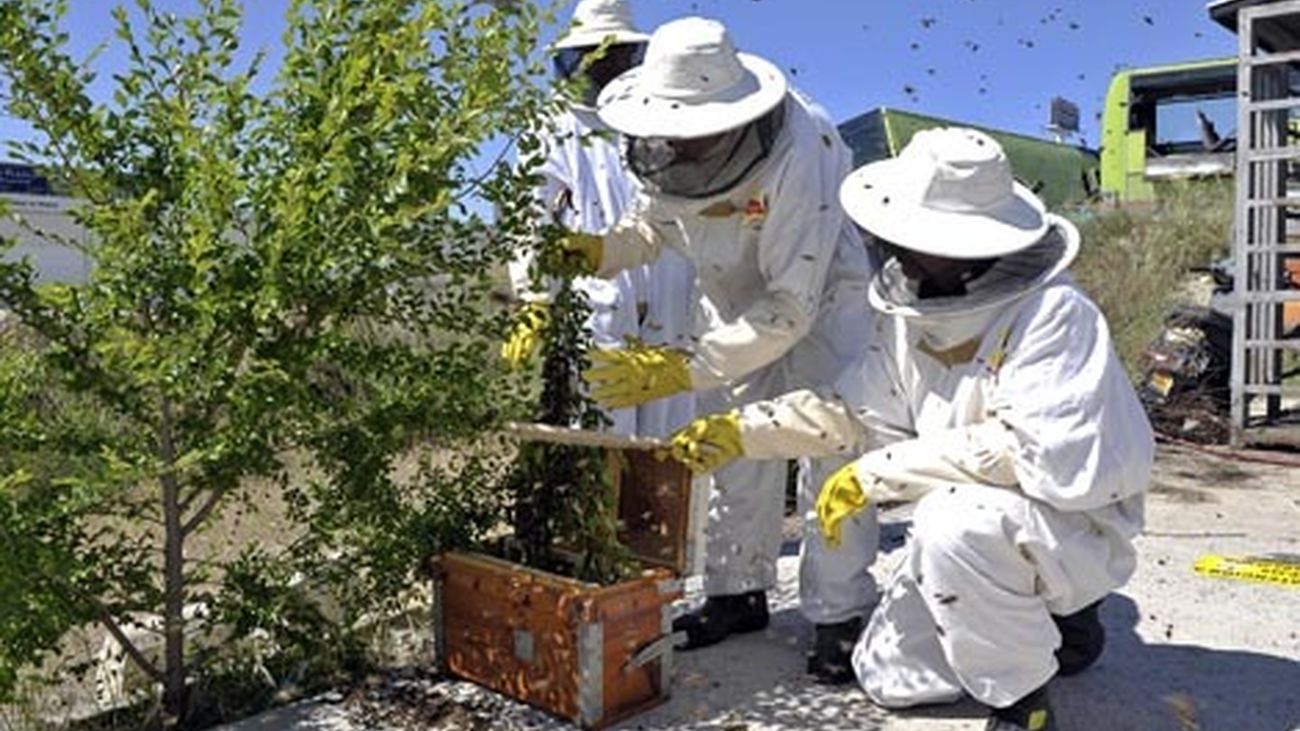 abejas_comunidadmadrid