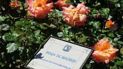 Un rosal francés, medalla de Oro del Concurso Internacional de Rosas Nuevas de Madrid