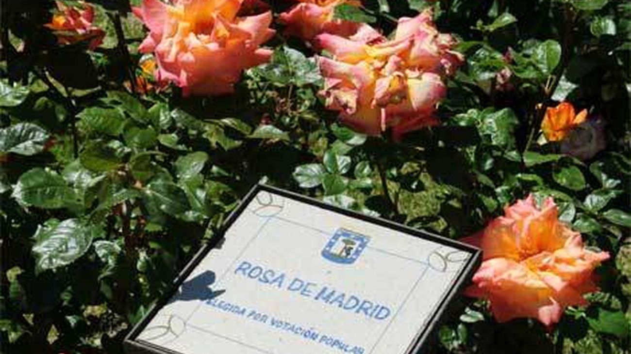 Un rosal francés, medalla de Oro del Concurso Internacional de Rosas Nuevas de Madrid