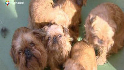 Las mascotas se ponen guapas para promover la adopción de animales