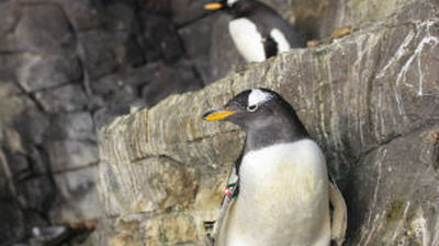 Nacen los primeros pingüinos de la primavera en Faunia