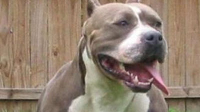 Recibe el alta el niño de dos años atacado por un pitbull en Toledo