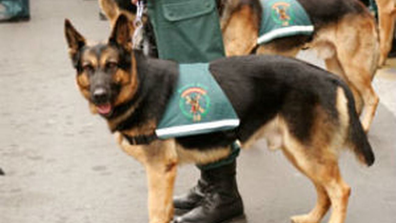 Perro guardia civil