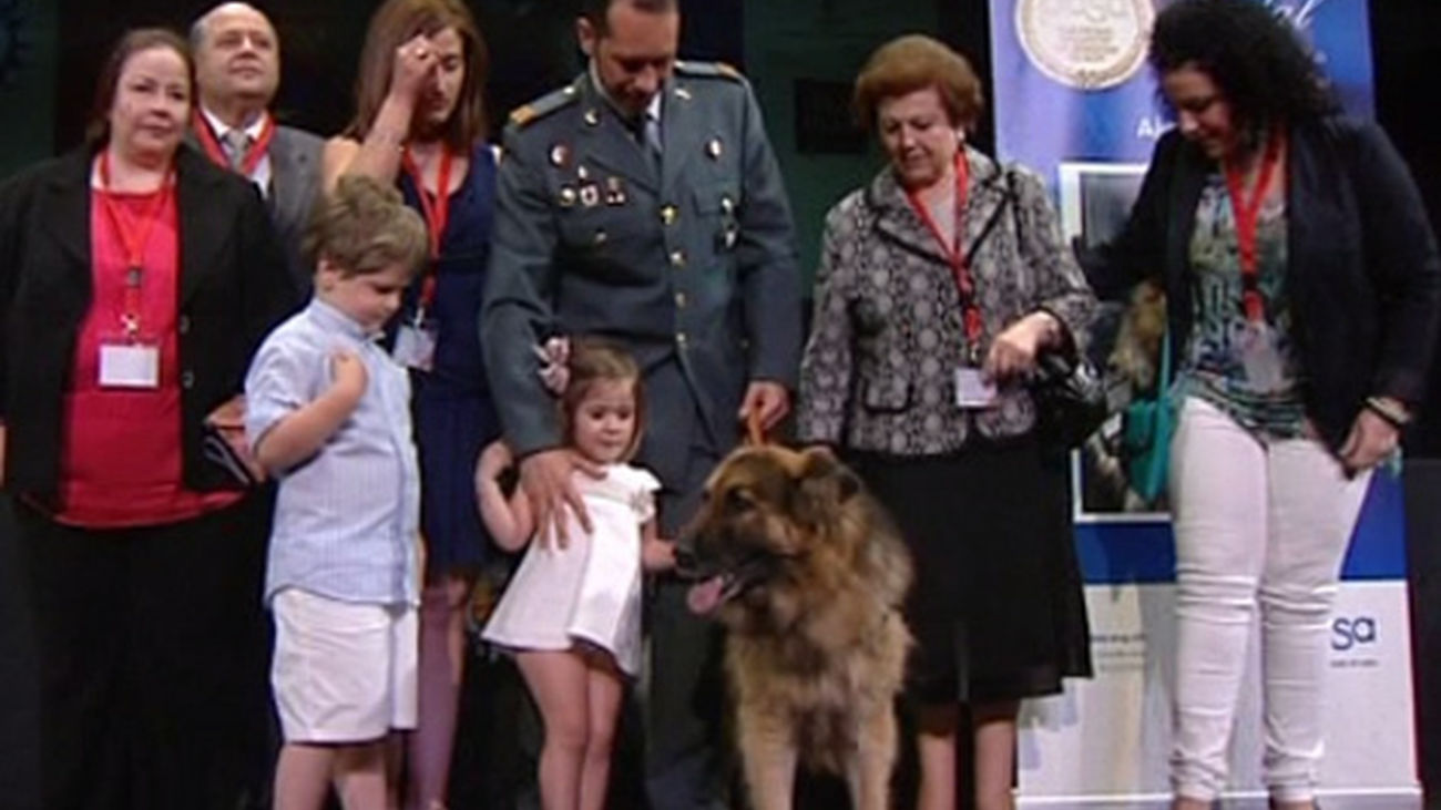 Ajax, un perro de la Guardia Civil, condecorado por su valentía