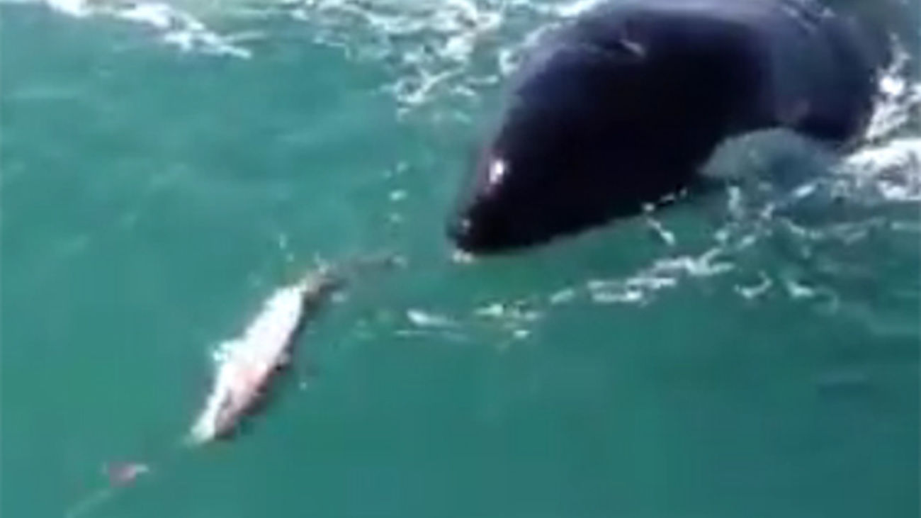 Sorprendidos por una orca