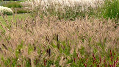 Una primaVera con niveles de alergia que no se alcanzaban desde hace años