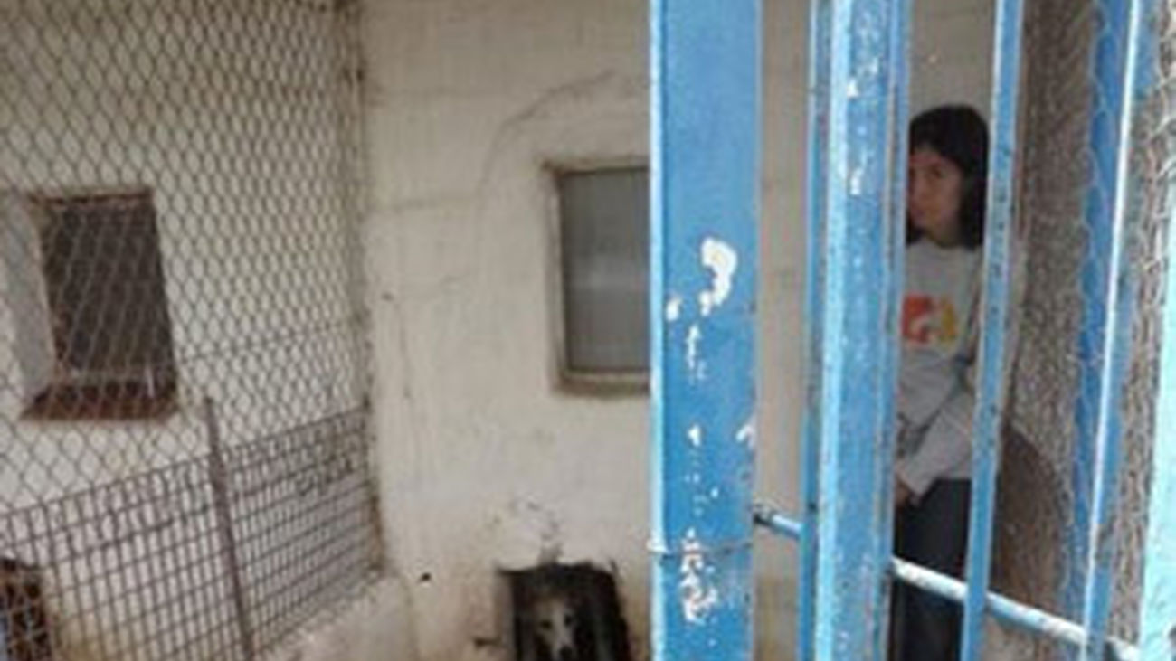 Requisan 16 perros a un hombre afectado por el 'Síndrome de Noé'