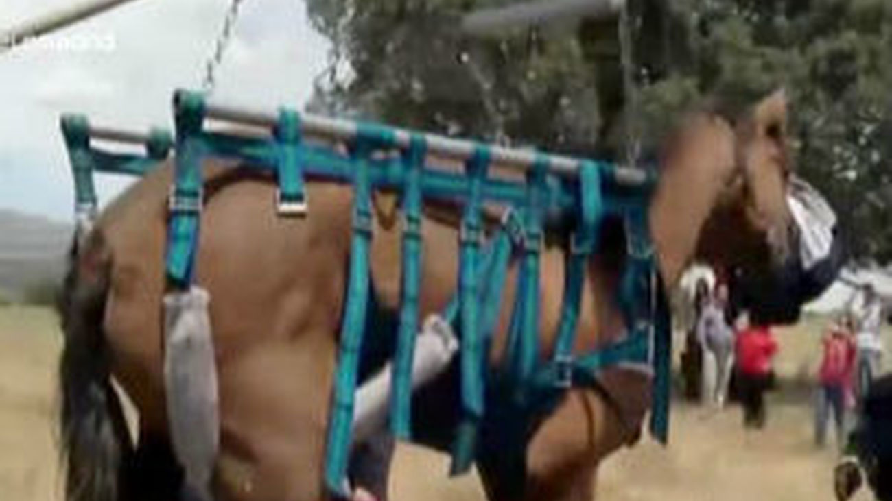 Rescatan a un caballo