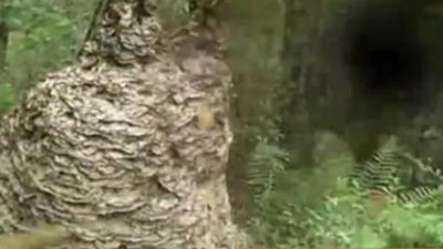 Descubren en EEUU un gigantesco nido de avispas de 2,5 metros de ancho