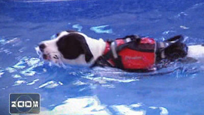 Las vacaciones del perro