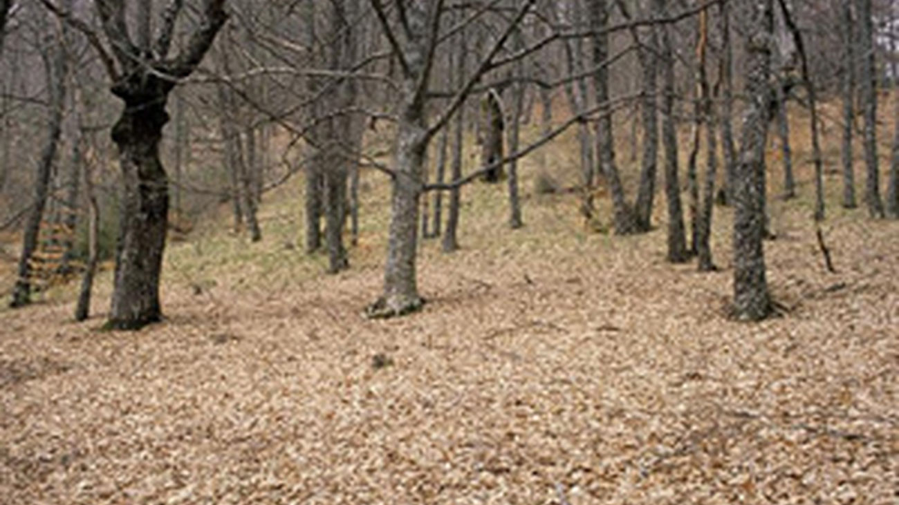 viapecurias_Sierra_rincon