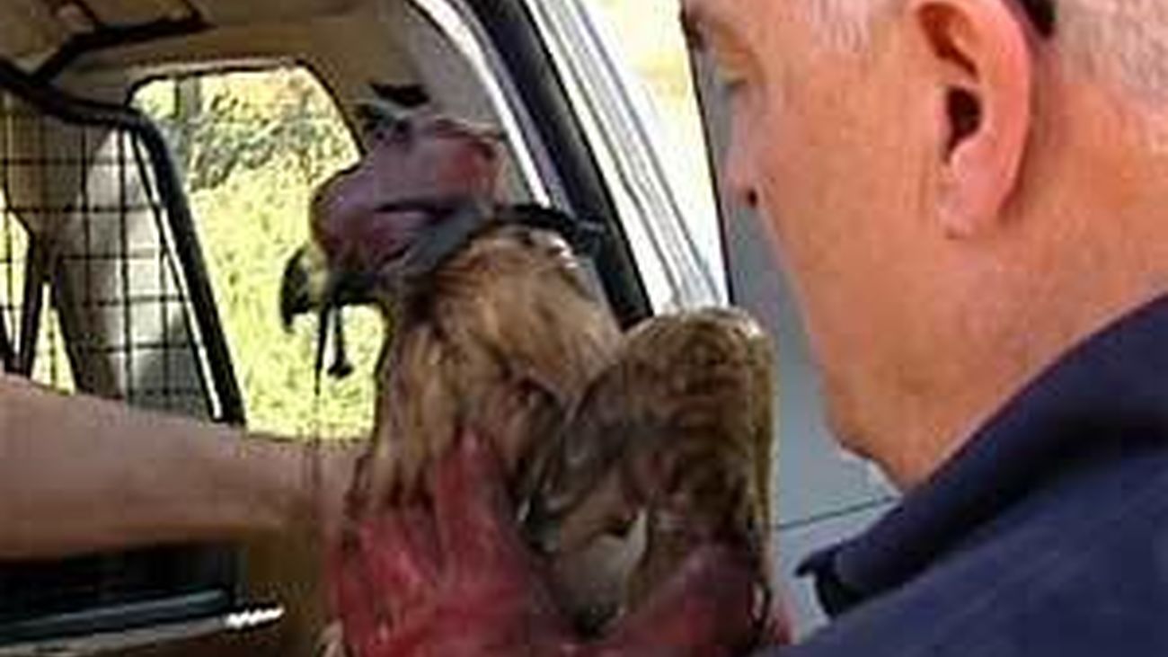 Águilas Imperiales madrileñas