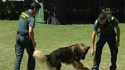 Perros policía de la Guardia Civil: cada vez más especializados
