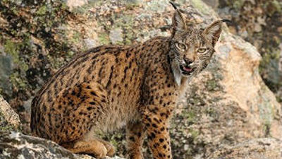 Los centros de cría del lince ibérico establecen 23 parejas reproductoras