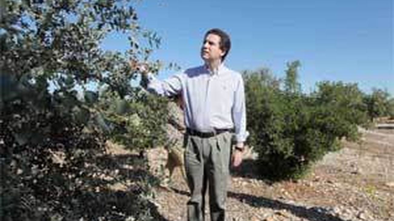 Madrid foresta 4.000 hectáreas de terreno agrícola poco productivo