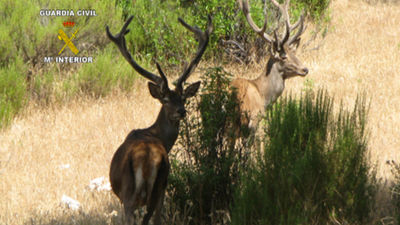 Catorce detenidos por introducir especies no autóctonas para la caza