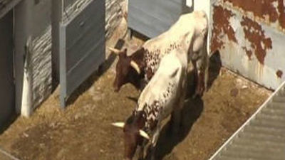 Barcelona veta los toros en el cine