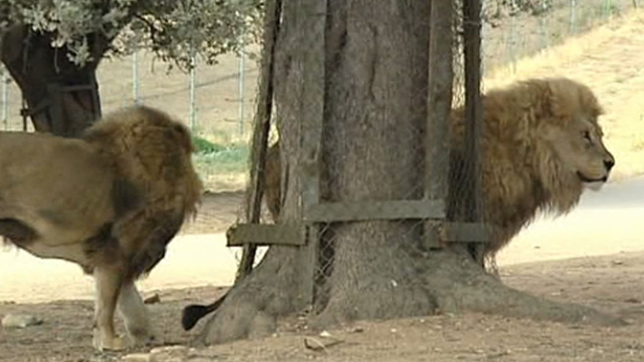 El Safari de Madrid  celebra su 40 cumpleaños